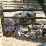 Alte, längst vergessene Haustierrassen – im Freilichtmuseum am Kiekeberg leben neben vielen anderen Tieren auch die Bunten Bentheimer Schweine - Bild FLMK